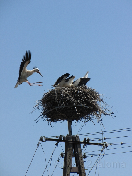 Storch_Anflug_10613"