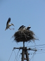 Storch_Anflug_10613