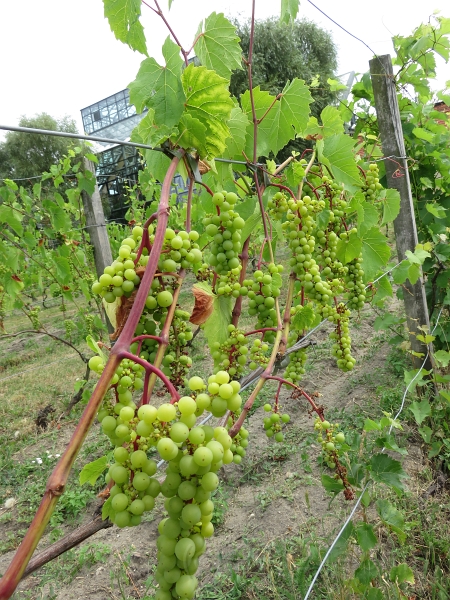 IMG_0068.JPG - Weinberg in Zielona Góra